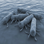 Salmonella Bacteria